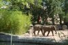 Tierpark Hagenbeck-Hamburg-120904-DSC_0783.JPG