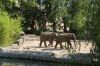 Tierpark Hagenbeck-Hamburg-120904-DSC_0784.JPG