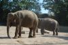 Tierpark Hagenbeck-Hamburg-120904-DSC_0809.JPG