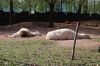 Zoo-Hannover-110409-DSC_0074.JPG