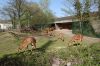 Zoo-Hannover-110409-DSC_0078.JPG