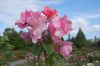 Rosarium-Sangerhausen-Sachsen-Anhalt-120901-DSC_0469.JPG