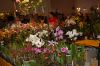 Dresden-Orchideen-Ausstellung-120331-DSC_0115.JPG